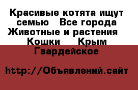 Красивые котята ищут семью - Все города Животные и растения » Кошки   . Крым,Гвардейское